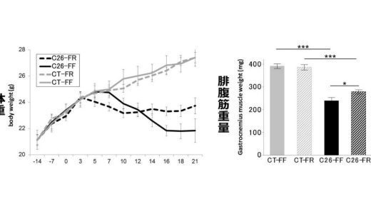 グアー豆食物繊維はがん悪液質モデルマウスの筋萎縮を抑制する